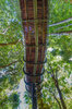 A Canopy Walkway In Cape Town Allows You To Walk Above The ___.jpg