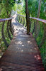 A Canopy Walkway In Cape Town Allows You To Walk Above The ___(1).jpg