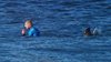 Un champion de surf attaqué en pleine compétition par un ___.jpg