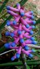 Best 25+ Weird plants ideas on Pinterest _ Unusual plants ___.jpg