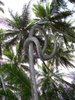 twisted coconut tree_ strangely beautiful_ _ Maravilhas da ___.jpg