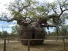 The strangest trees in the world.jpg