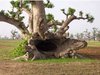 ShangralaFamilyFun_com - Shangrala's Most Unique Trees!.jpg