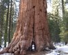 16 spectacular facts about giant sequoias _ TreeHugger.jpg