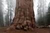 16 spectacular facts about giant sequoias _ TreeHugger(1).jpg