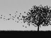 Tree Black and White Free Download HD Wallpapers 4268 ___.jpg