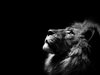 Lion Black and White Full HD Wallpapers 6381 - Amazing ___.jpg
