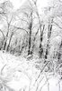 Snow, Black, And, White, Landscape, Forest, Hd City ___.jpg