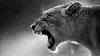 lioness in black and white wallpaper for 4k desktop hd ___.jpg