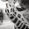 Black and White Animal Photography - Undercover Blog.jpg