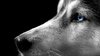 Siberian Husky Backgrounds Free Download _ PixelsTalk.jpg