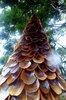 SNEAK PEEK_ Spectacular baluko shell Christmas trees in ___.jpg