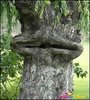 most weird trees pics pictures photos images 13 The 44 ___.jpg