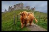 140 best images about Highland Cows on Pinterest _ Isle of ___.jpg