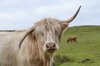 Highland Cow Scotland · Free photo on Pixabay.jpg