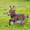 Romping baby donkey _ Adorable Animals _ Cute animals ___.jpg