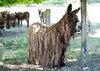 Poitou Donkey _ Curly Critters _ Pinterest.jpg