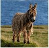 A wild donkey in Ireland _ Animals _ Pinterest _ Ireland ___.jpg