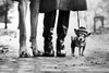 Elliott Erwitt - New York (Great Dane Legs, Boots and ___.jpg