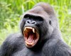 Gorilla grin – Gorilla smiles in battle for dominance ___.jpg