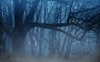 Free Images _ background, fog, trees, aesthetic, weird ___.jpg