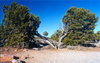 Split Tree At Grand Canyon Photograph by Ginger Lee.jpg