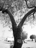 Split Tree by HarleyQuinn2012.jpg