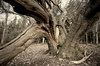 Split Tree _ Flickr - Photo Sharing!.jpg