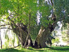 Old tree split in half _ Flickr - Photo Sharing!.jpg