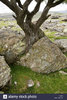 Biotic weathering as growing tree splits rock apart ___.jpg