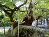 Ten Thousand Trees_ The Rock Splitting Cherry Tree.jpg