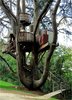 Mindblowing Planet Earth_ World's Best Tree House.jpg