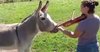 Woman Plays Violin For Her Donkey And He Sings Along.jpg