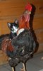 Tiny pussy riding a huge cock _ Funny Pictures, Quotes ___.jpg