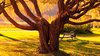 Unusual, Tree, Cool Nature Wallpapers, Organic, Plants ___.jpg