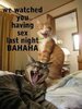 Funny adult cat picture _ Misc _ Crazy cats, Funny animal ___.jpg