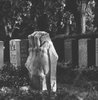 Funny Head Stones_ Funny, Creepy, and Weird Cemetery ___.jpg