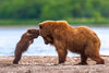 صور جميلة لدببة صغيرة مع أمها - صور حيوانات.jpg