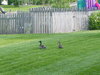 Ducks in Brodies yard 1  5-21-02.jpg