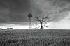 blowing-in-the-wind-windmill-and-dead-tree-in-northwest-oklahoma-southern-plains-photography.jpg