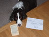 Well Read Dog.jpg